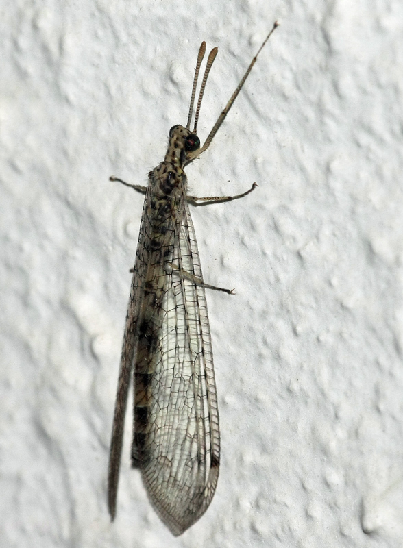 Megistopus mirabilis on Crete(Greece)?